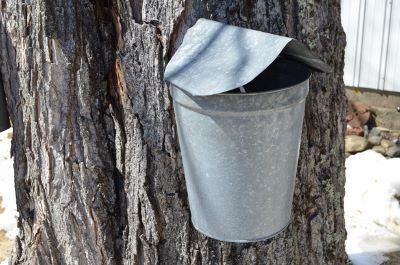 Maine Maple Sunday; Collecting sap in bucket