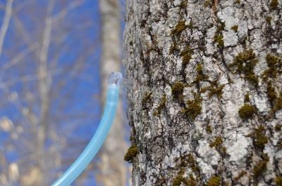 Maine Maple Sunday; Tapping tree
