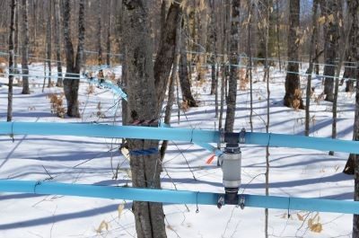 Maine Maple Sunday; tubing