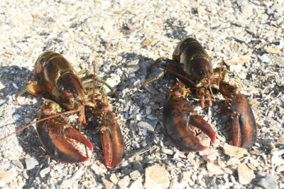 Atlantic Lobsters Off The Coast Of Maine