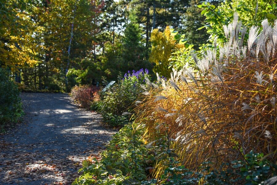 Fall at Coastal Maine Botanical Gardens