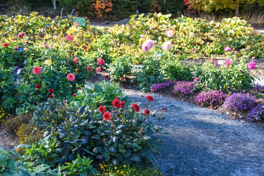 Dahlias at Coastal Maine Botanical Gardens